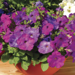 Petunia Multiflora H...