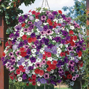 Petunia Multiflora L...