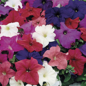 Petunia Crecimiento ...