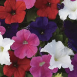 Petunia Crecimiento ...