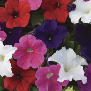 Petunia Crecimiento ...