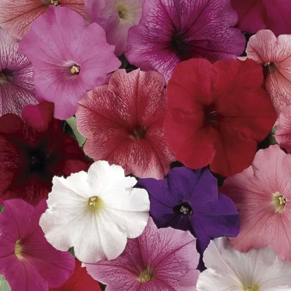 Petunia Floribunda Madness