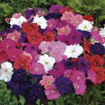 Petunia Multiflora M...