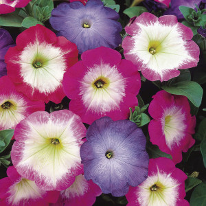Petunia Multiflora M...