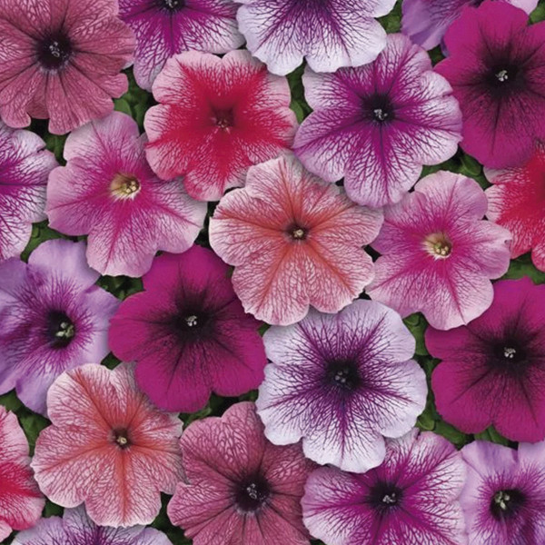 Petunia Multiflora Mirage