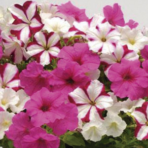 Petunia Rastrera Com...