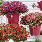 Petunia Rastrera Pic...