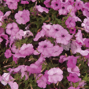 Petunia Rastrera Plu...