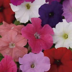 Petunia Crecimiento ...