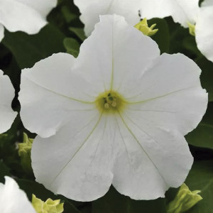 Petunia Crecimiento ...