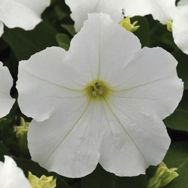 Petunia Crecimiento Controlado Pretty Grand