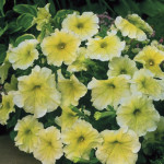 Petunia Grandiflora ...