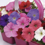 Petunia Rastrera E3 ...