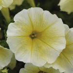 Petunia Rastrera Eas...