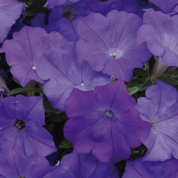 Petunia Rastrera Shockwave