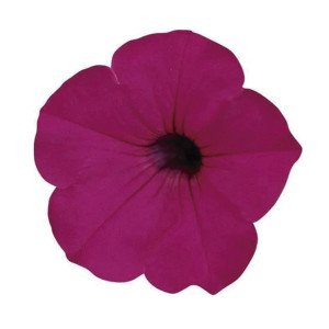Petunia Rastrera Tid...