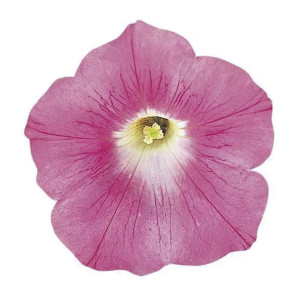 Petunia Rastrera Wav...