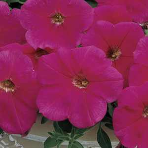 Petunia Rastrera Ram...