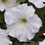 Petunia Grandiflora ...