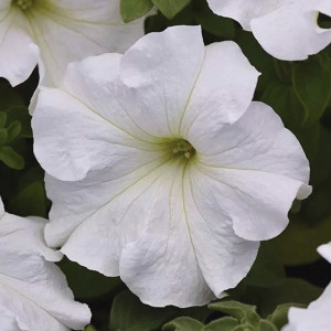 Petunia Grandiflora ...