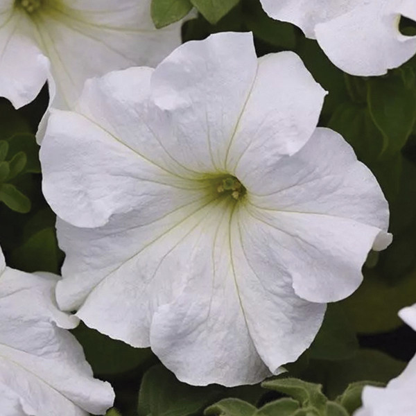 Petunia Grandiflora Supercascade