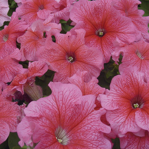 Petunia Grandiflora ...