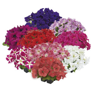 Petunia Rastrera X H...