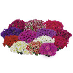 Petunia X Hybrida Gr...