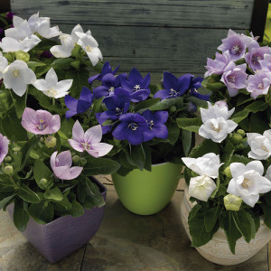 Platycodon Astra...