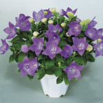 Platycodon Sentiment...