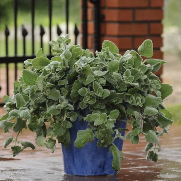 Plectranthus Silver Shield