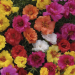 Portulaca Happy Hour...