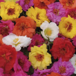 Portulaca Happy Trai...