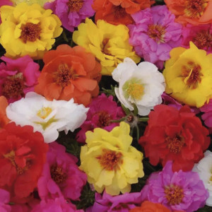 Portulaca Happy Trai...