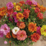 Portulaca Stopwatch...