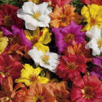 Portulaca Sun Daze...