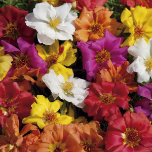 Portulaca Sunnyside...