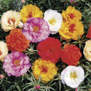 Portulaca Sunseeker...