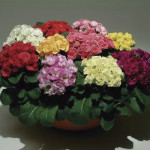 Primula Acaulis Dobl...