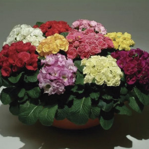 Primula Acaulis Dobl...