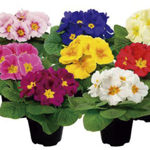 Primula Acaulis Para...