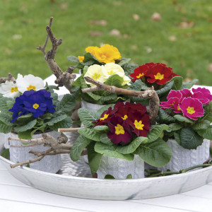 Primula Acaulis Para...