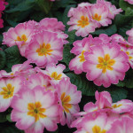 Primula Acaulis Pion...