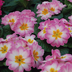 Primula Acaulis Pion...