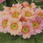 Primula Acaulis Dane...