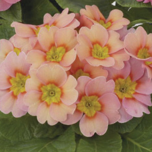 Primula Acaulis Dane...