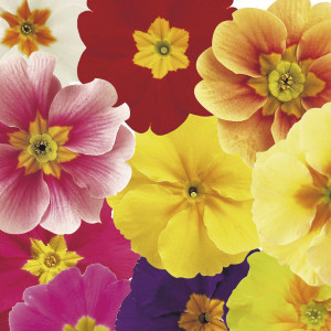 Primula Acaulis Dani...