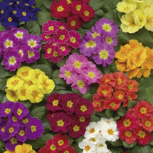 Primula Acaulis Dano...