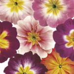 Primula Acaulis Dano...
