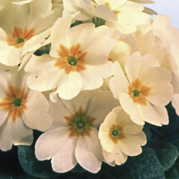 Primula Acaulis Heritage Creme